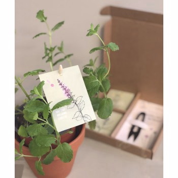 Culinair Relatiegeschenk: DIY Kruidenpakket met snoeischaartje met 4 smakelijke kruiden
