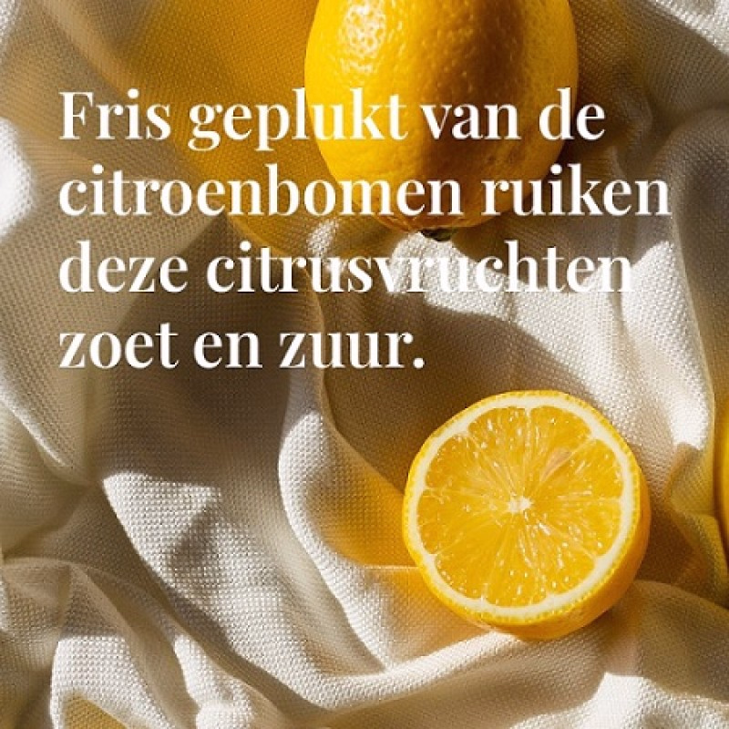 Sun 81 zomerse giftset van Janzen 