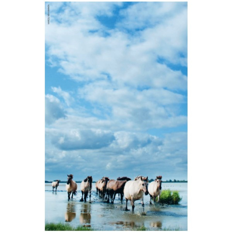 21 Mooiste Wandelingen in Parken in Nederland | Boek Roots Wandelgids