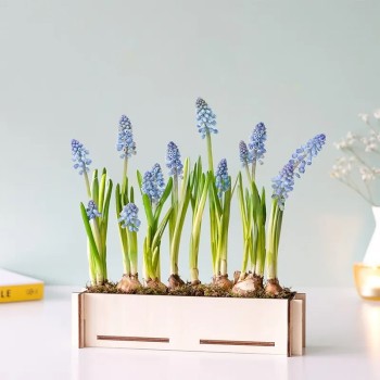 DIY bloembakje met blauwe druifjes met kaartje